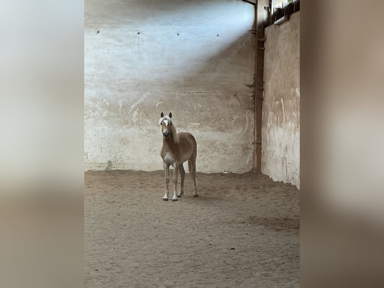 Edelbluthaflinger Ruin 1 Jaar 148 cm Palomino in Scheßlitz