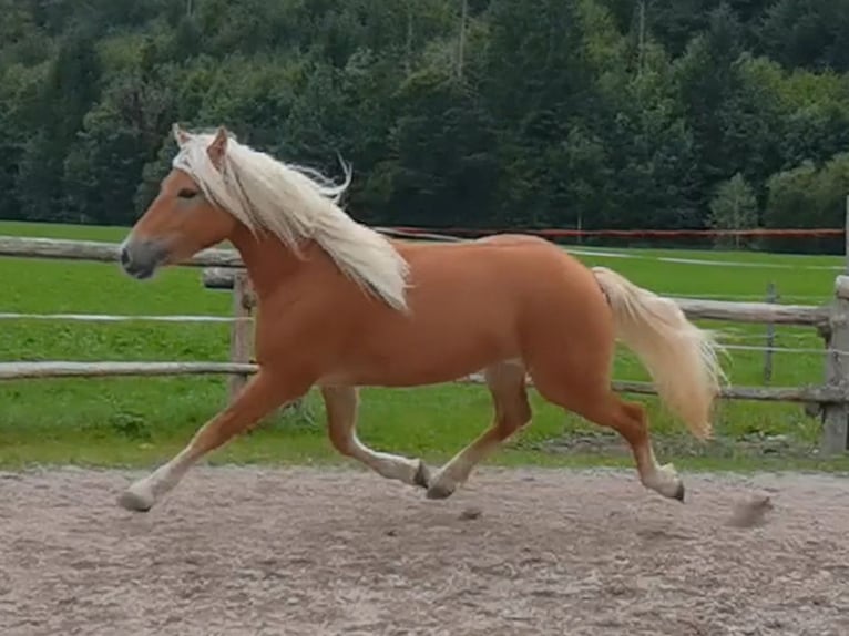 Edelbluthaflinger Ruin 2 Jaar 148 cm Vos in Bayrischzell