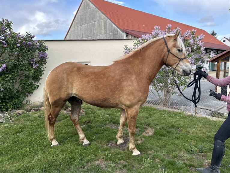 Edelbluthaflinger Ruin 2 Jaar 148 cm Vos in Erdweg