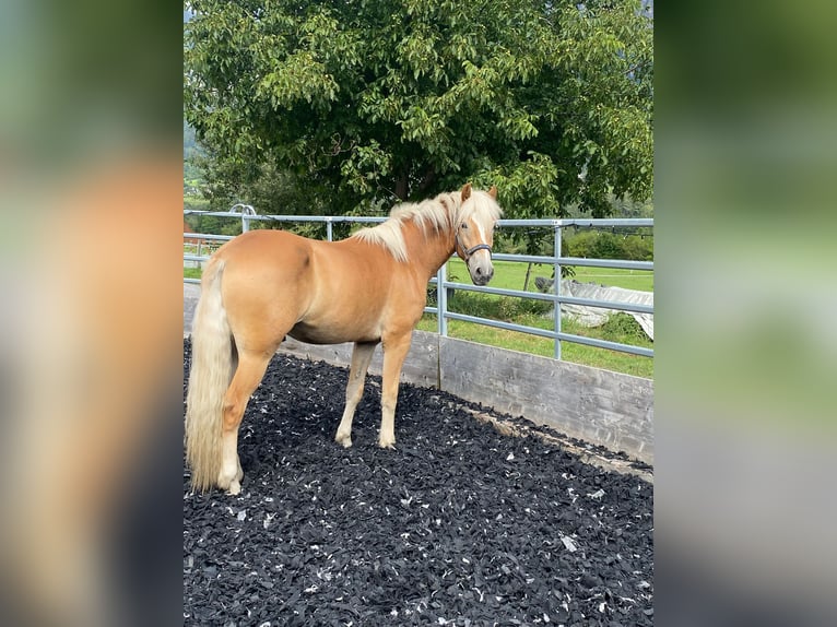 Edelbluthaflinger Ruin 2 Jaar 154 cm Vos in Thusis