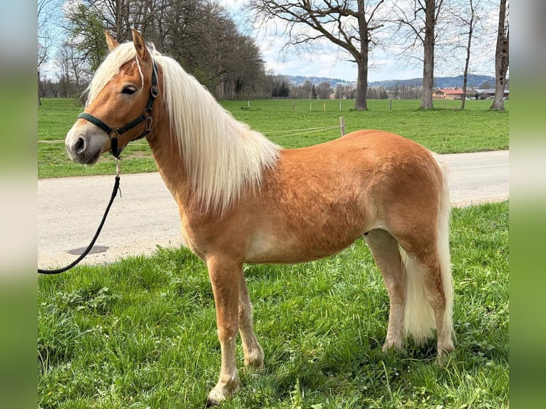 Edelbluthaflinger Ruin 2 Jaar Vos in Miesbach