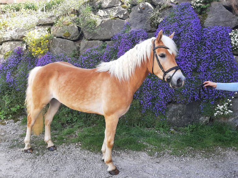 Edelbluthaflinger Ruin 3 Jaar 144 cm in Bad Hindelang