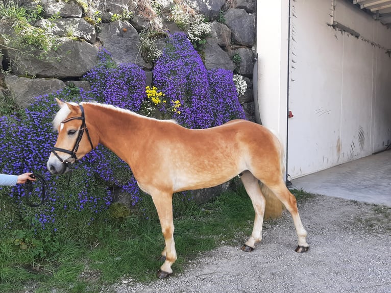 Edelbluthaflinger Ruin 3 Jaar 144 cm in Bad Hindelang