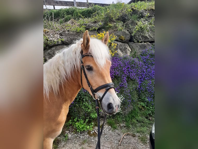 Edelbluthaflinger Ruin 3 Jaar 144 cm in Bad Hindelang