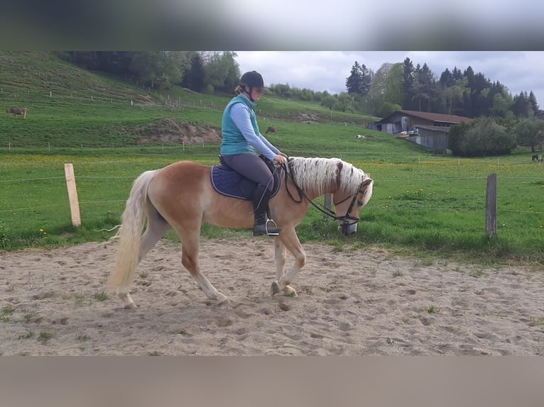 Edelbluthaflinger Ruin 3 Jaar 144 cm in Bad Hindelang