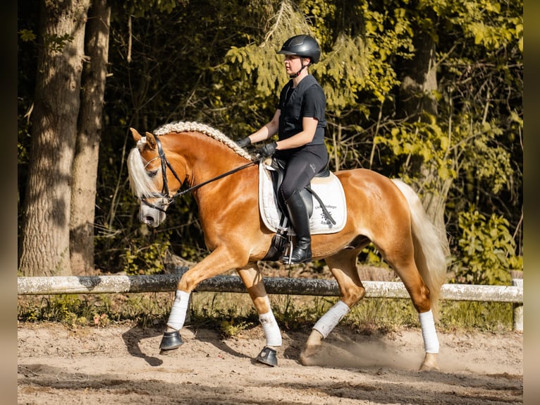 Edelbluthaflinger Ruin 3 Jaar 147 cm Vos in Bayreuth