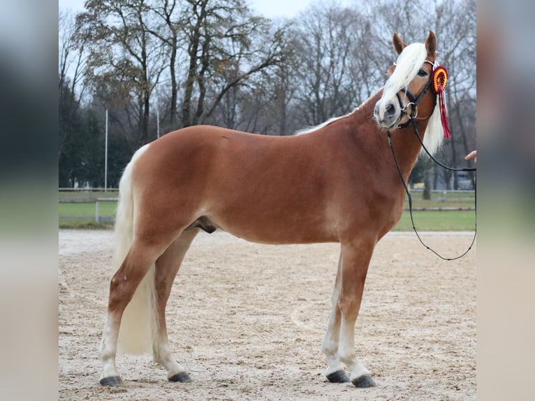 Edelbluthaflinger Ruin 3 Jaar 147 cm Vos in Bayreuth