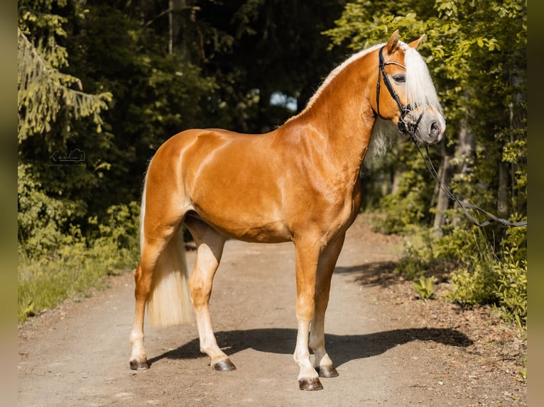 Edelbluthaflinger Ruin 3 Jaar 147 cm Vos in Bayreuth
