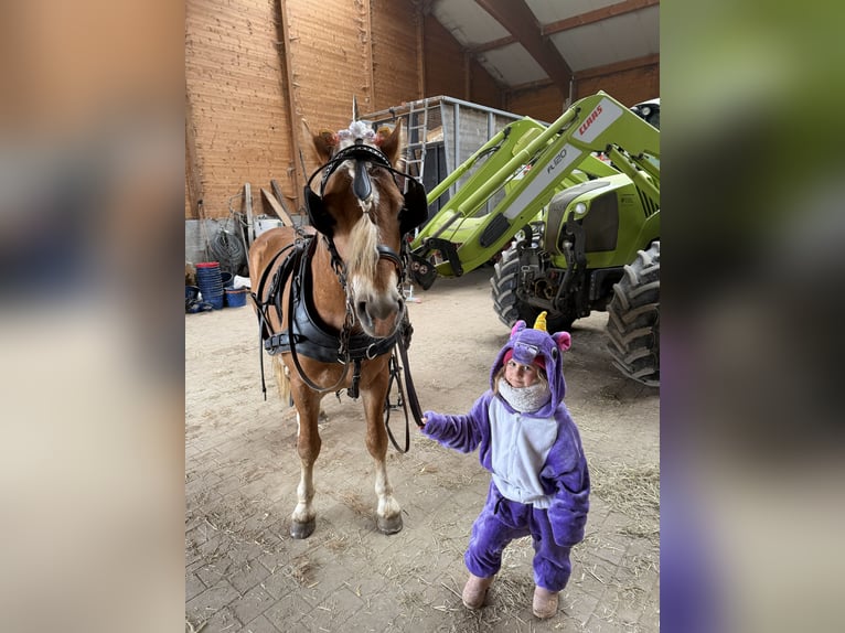 Edelbluthaflinger Ruin 3 Jaar 147 cm Vos in Erdweg