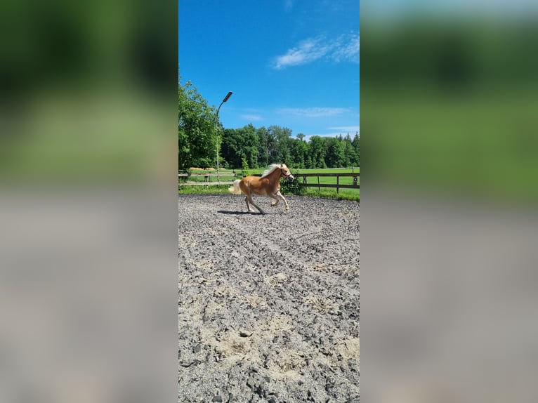 Edelbluthaflinger Ruin 3 Jaar 149 cm Vos in Berg