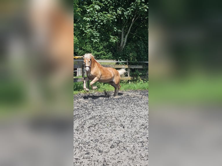 Edelbluthaflinger Ruin 3 Jaar 149 cm Vos in Berg