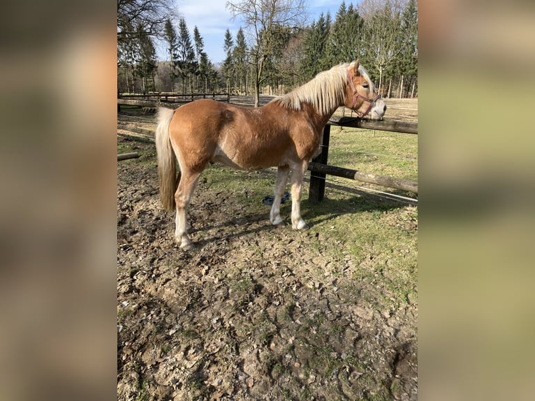 Edelbluthaflinger Ruin 3 Jaar 150 cm Lichtbruin in Lienen