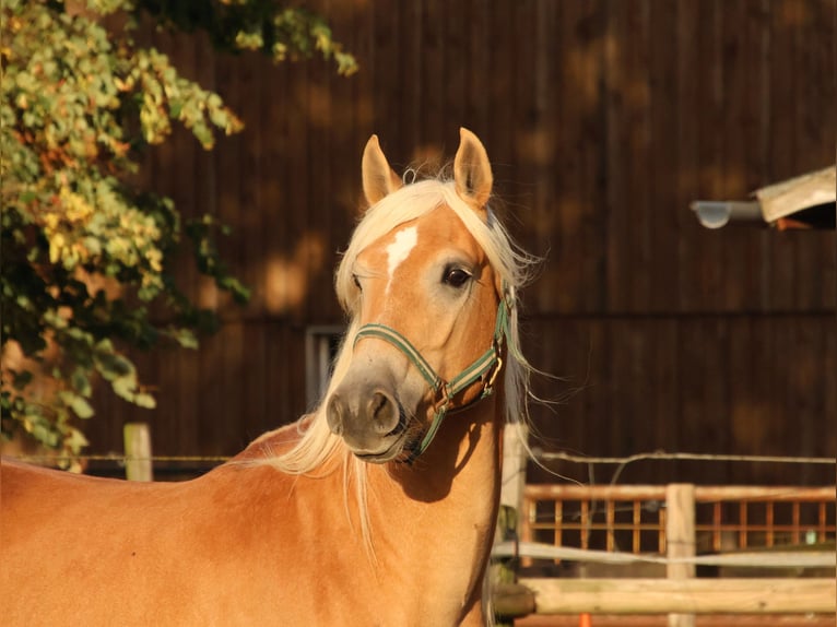 Edelbluthaflinger Ruin 3 Jaar 150 cm Vos in Hamm