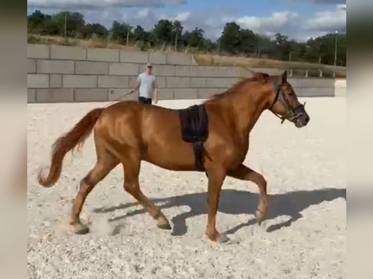 Edelbluthaflinger Ruin 5 Jaar 148 cm  in Wiesenfelden