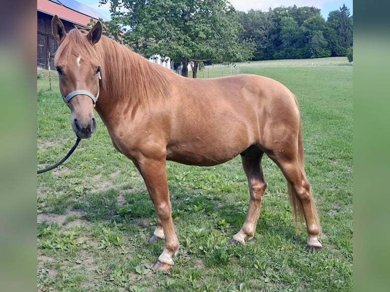 Edelbluthaflinger Ruin 5 Jaar 148 cm  in Wiesenfelden