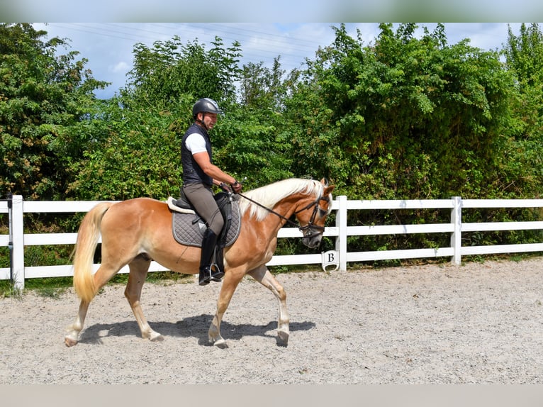 Edelbluthaflinger Ruin 5 Jaar 152 cm Vos in Seebad Bansin