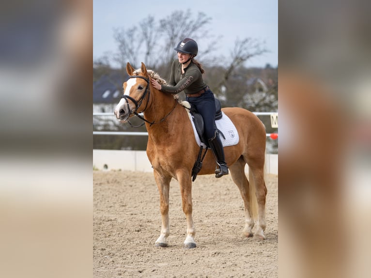 Edelbluthaflinger Ruin 5 Jaar 156 cm Palomino in Bochum