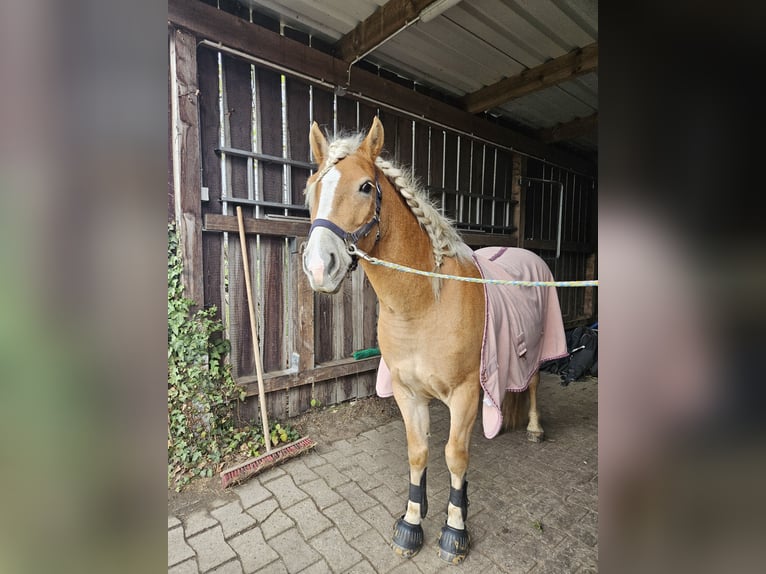 Edelbluthaflinger Ruin 6 Jaar 143 cm Vos in Warendorf