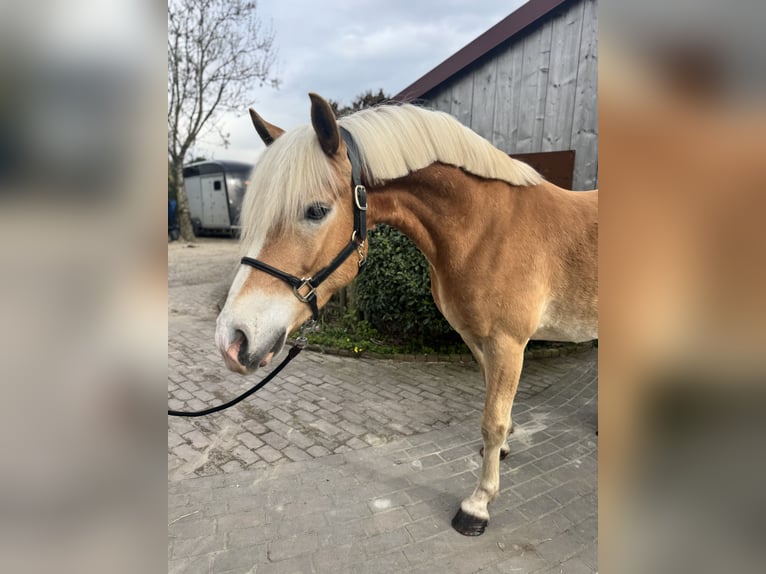 Edelbluthaflinger Ruin 6 Jaar 156 cm Palomino in Straelen