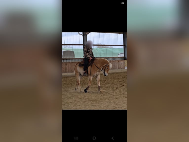 Edelbluthaflinger Ruin 7 Jaar 157 cm Vos in Kierspe