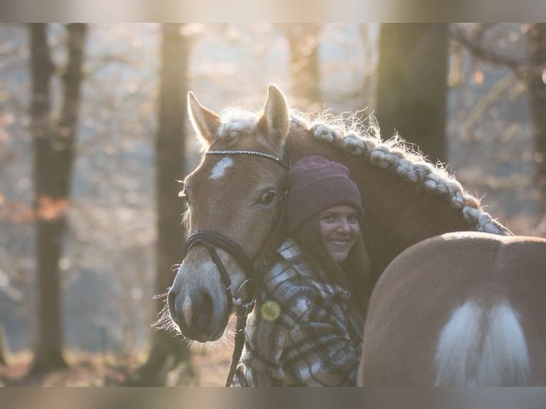 Edelbluthaflinger Ruin 7 Jaar 157 cm Vos in Kierspe