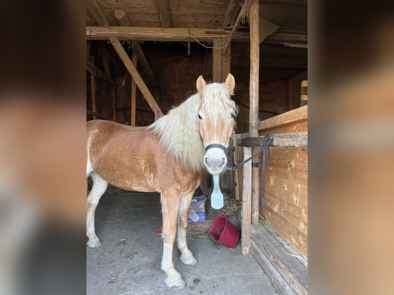 Edelbluthaflinger Ruin 8 Jaar 150 cm Vos in Dassel
