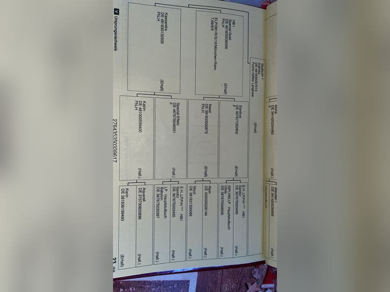 Edelbluthaflinger Ruin 9 Jaar 146 cm  in Norden