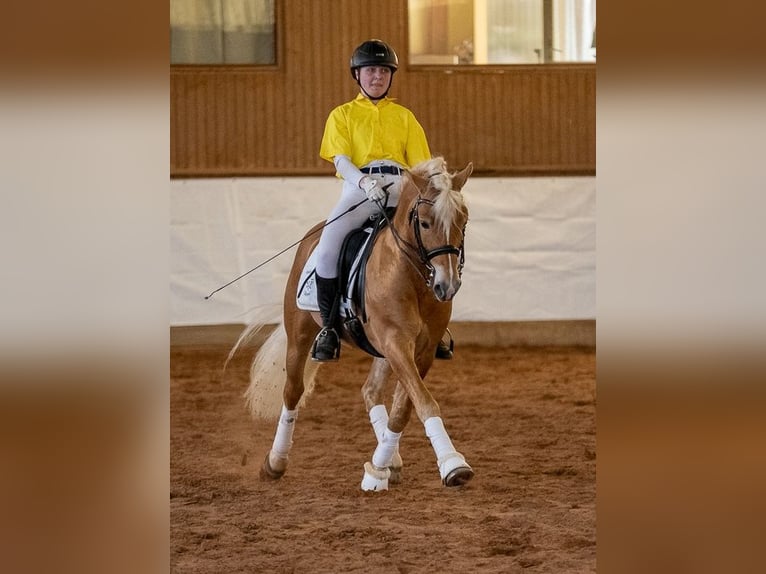 Edelbluthaflinger Semental 13 años 145 cm Alazán in Bayreuth