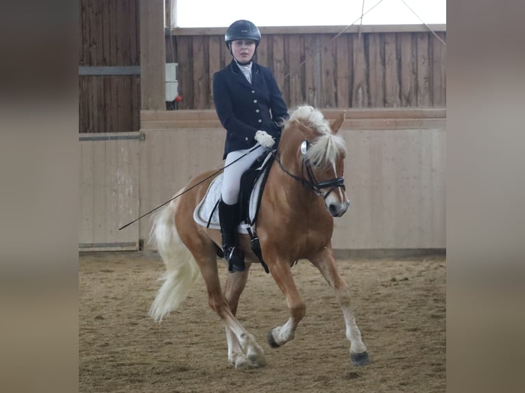Edelbluthaflinger Semental 13 años 145 cm Alazán in Bayreuth