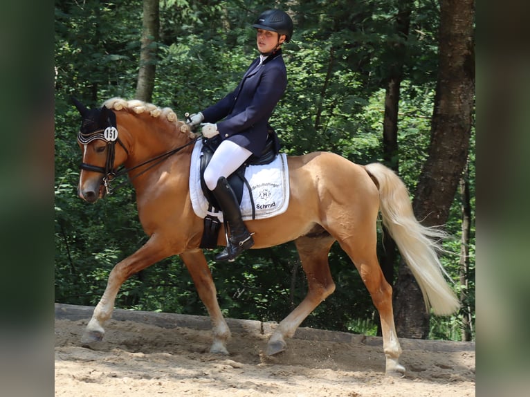 Edelbluthaflinger Semental 14 años 145 cm Alazán in Bayreuth