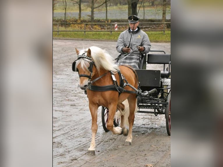 Edelbluthaflinger Semental 14 años 150 cm Alazán in Mücheln (Geiseltal)