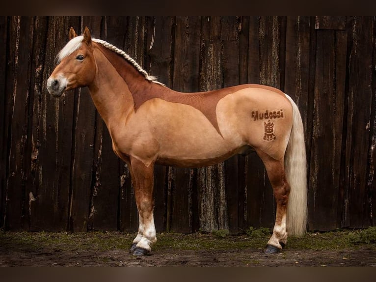 Edelbluthaflinger Semental 14 años 150 cm Alazán in Mücheln (Geiseltal)