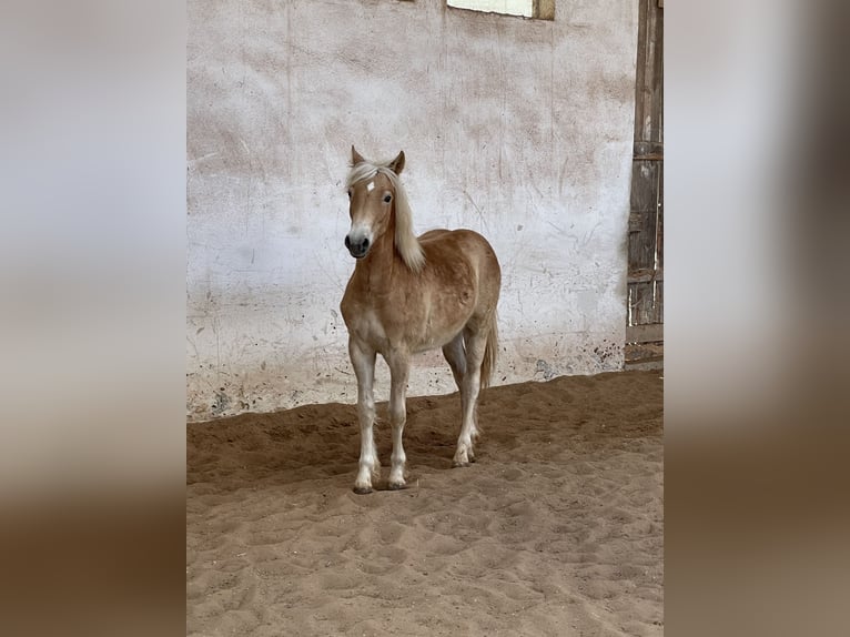 Edelbluthaflinger Semental 1 año 148 cm Palomino in Scheßlitz