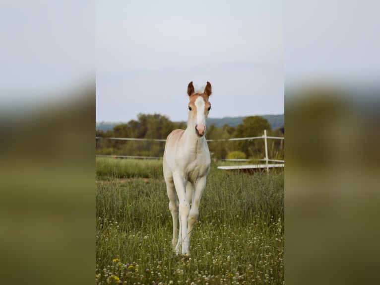 Edelbluthaflinger Semental 1 año 150 cm Alazán in Hüttenberg