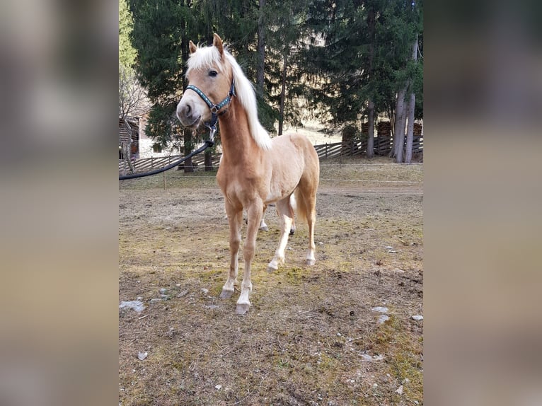Edelbluthaflinger Semental 1 año 156 cm Alazán in Ulten