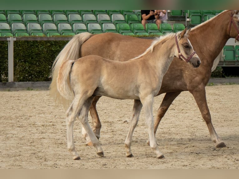 Edelbluthaflinger Semental 1 año Alazán in Wilthen OT Tautewalde