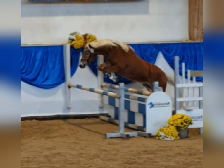 Edelbluthaflinger Semental 2 años 146 cm Alazán-tostado in Diepholz