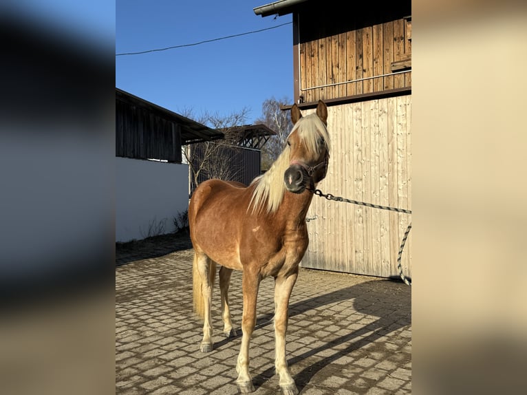 Edelbluthaflinger Semental 2 años 150 cm Alazán in Falkenberg