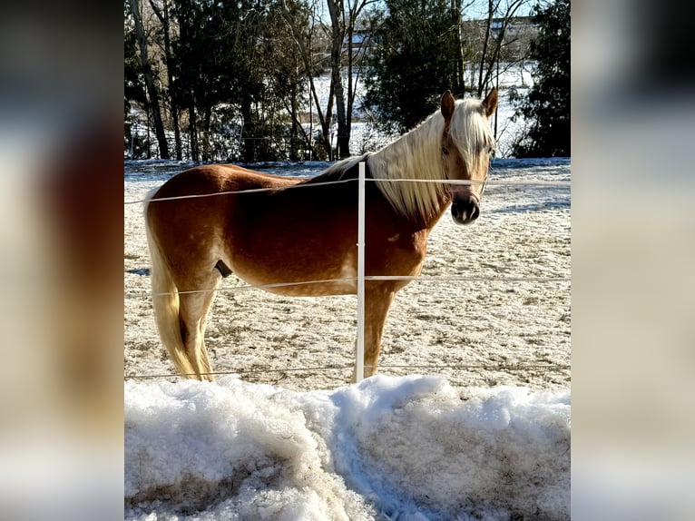 Edelbluthaflinger Semental 2 años 150 cm Alazán in Falkenberg
