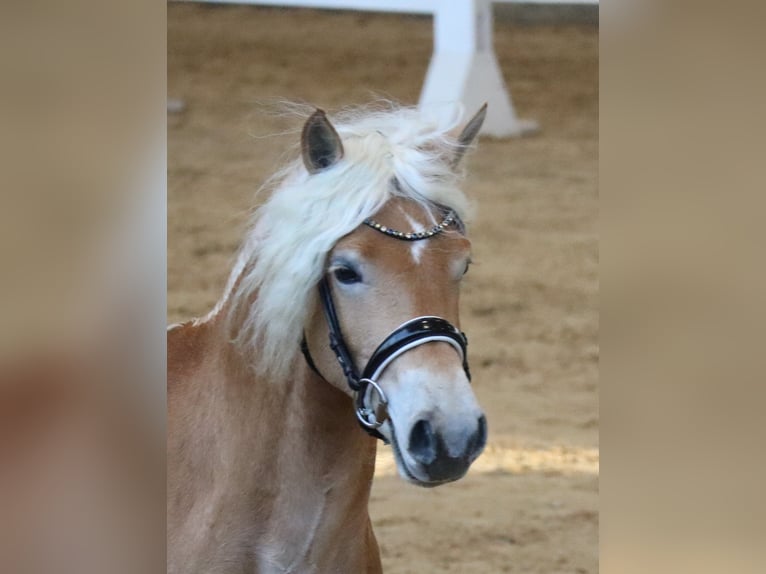 Edelbluthaflinger Semental 2 años 151 cm Alazán in Ebermannsdorf