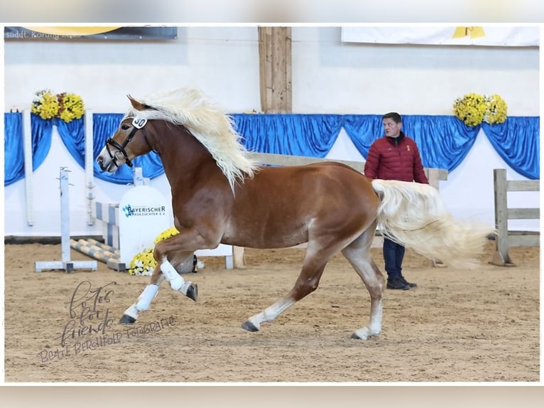 Edelbluthaflinger Semental 3 años 147 cm Alazán in Bayreuth