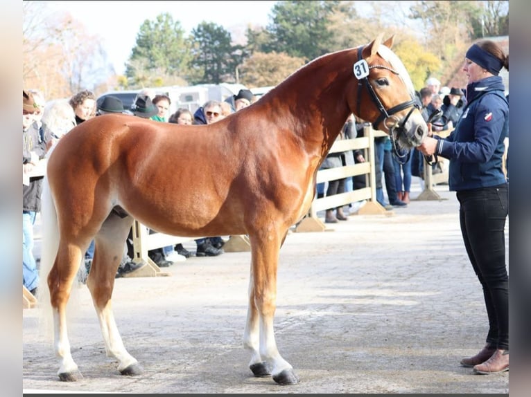 Edelbluthaflinger Semental 3 años 147 cm Alazán in Miesbach