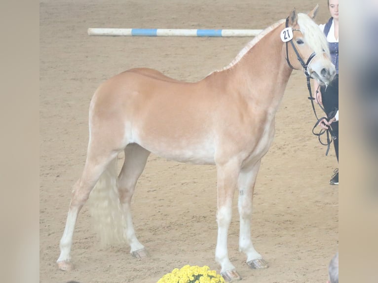 Edelbluthaflinger Semental 3 años 151 cm Alazán in Ebermannsdorf