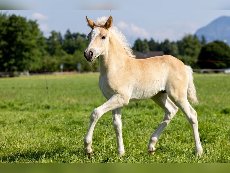 Edelbluthaflinger Semental  150 cm Alazán in Raubling
