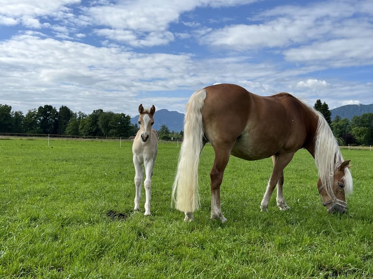 Edelbluthaflinger Semental  150 cm Alazán in Raubling