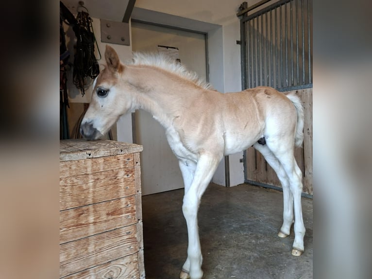 Edelbluthaflinger Semental Potro (04/2026) 155 cm Alazán in Bad Lauchstädt