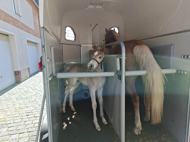 Edelbluthaflinger Semental Potro (04/2026) 155 cm Alazán in Bad Lauchstädt