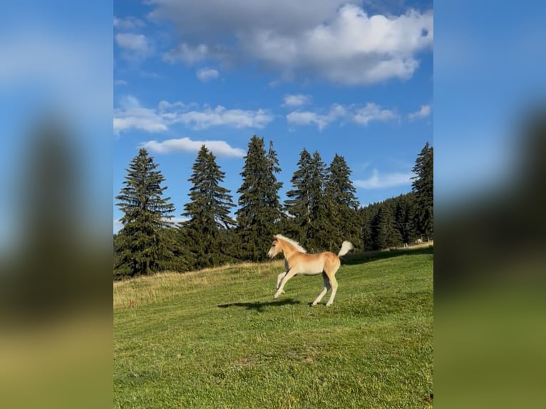 Edelbluthaflinger Semental Potro (04/2026)  in Rettenberg