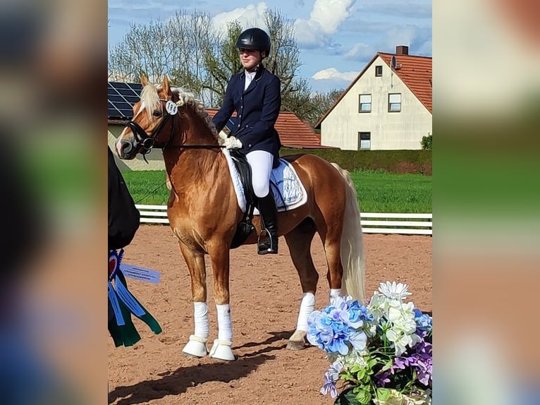 Edelbluthaflinger Stallion 13 years 14,1 hh Chestnut-Red in Bayreuth