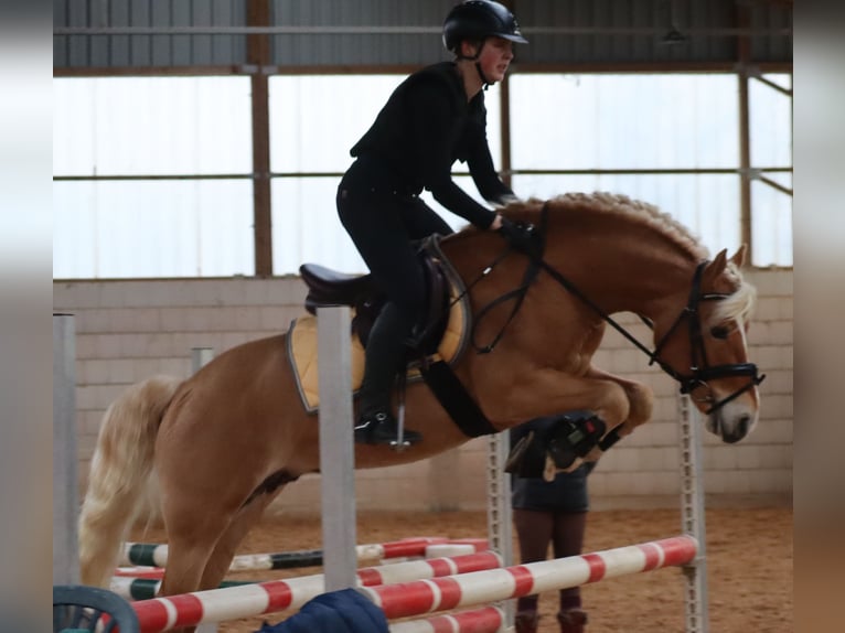 Edelbluthaflinger Stallion 13 years 14,1 hh Chestnut-Red in Bayreuth